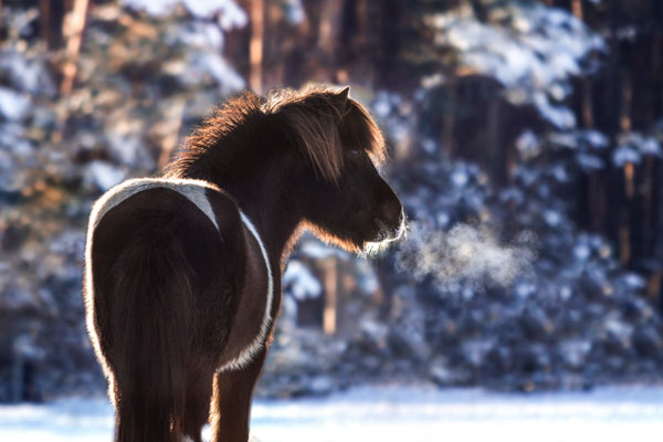 Islandpferd vor schneebedecktem Wald